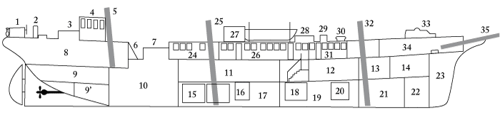 Coupe longitudinale.